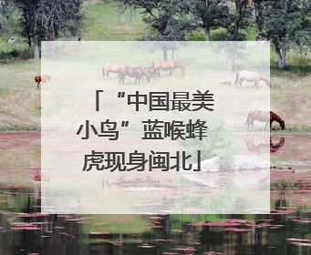 “中国最美小鸟”蓝喉蜂虎现身闽北