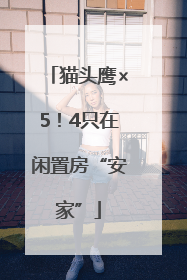 猫头鹰×5！4只在闲置房“安家”