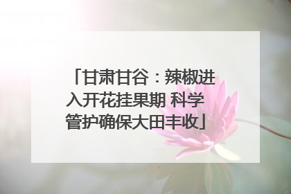 甘肃甘谷：辣椒进入开花挂果期 科学管护确保大田丰收