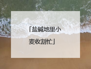 盐碱地里小麦收割忙