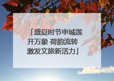 盛夏时节申城莲开万象 荷韵流转激发文旅新活力