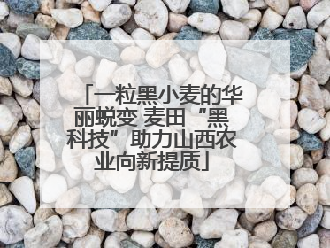 一粒黑小麦的华丽蜕变 麦田“黑科技”助力山西农业向新提质