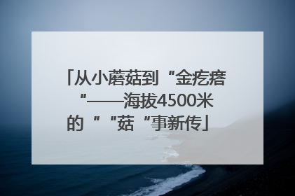 从小蘑菇到“金疙瘩“——海拔4500米的““菇“事新传