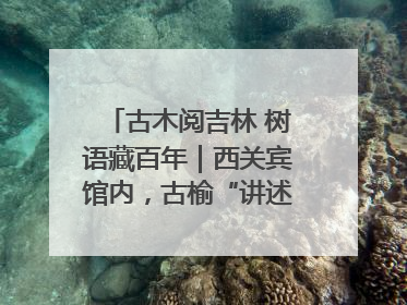 古木阅吉林 树语藏百年｜西关宾馆内，古榆“讲述”时光絮语