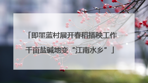 即墨蓝村展开春稻插秧工作 千亩盐碱地变“江南水乡”