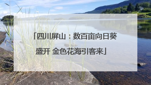 四川屏山：数百亩向日葵盛开 金色花海引客来
