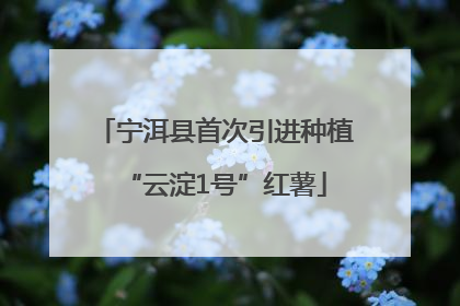 宁洱县首次引进种植“云淀1号”红薯