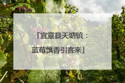 宜章县天塘镇：蓝莓飘香引客来