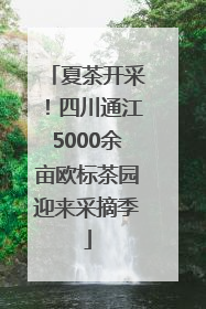 夏茶开采！四川通江5000余亩欧标茶园迎来采摘季
