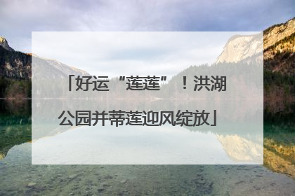 好运“莲莲”！洪湖公园并蒂莲迎风绽放