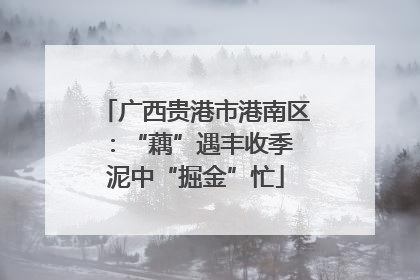 广西贵港市港南区：“藕”遇丰收季 泥中“掘金”忙