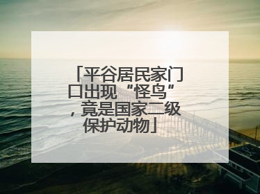 平谷居民家门口出现“怪鸟”，竟是国家二级保护动物