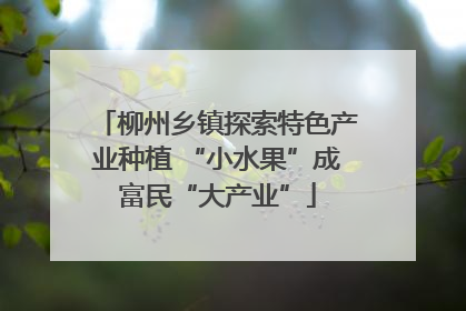 柳州乡镇探索特色产业种植 “小水果”成富民“大产业”