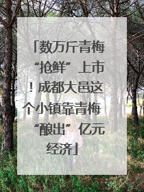 数万斤青梅“抢鲜”上市！成都大邑这个小镇靠青梅“酿出”亿元经济