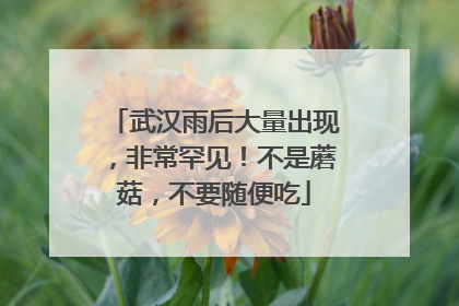 武汉雨后大量出现，非常罕见！不是蘑菇，不要随便吃