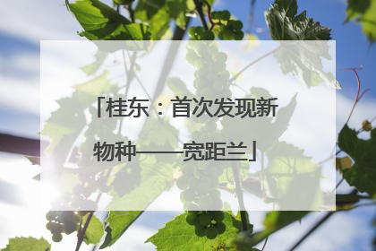 桂东：首次发现新物种——宽距兰