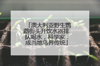 澳大利亚野生鹦鹉街头开饮水器排队喝水，科学家：成当地鸟界传统
