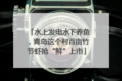 水上发电水下养鱼，青岛这个村百亩竹节虾抢“鲜”上市