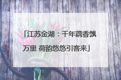 江苏金湖：千年藕香飘万里 荷韵悠悠引客来