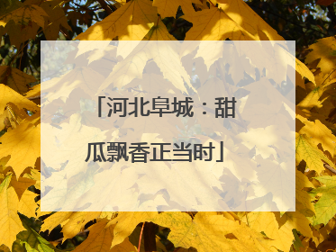 河北阜城：甜瓜飘香正当时