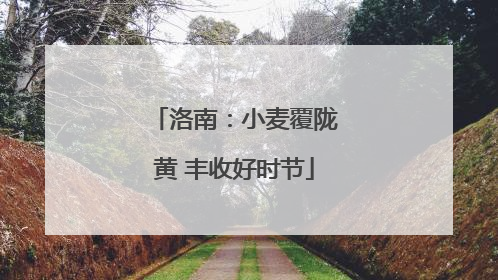 洛南：小麦覆陇黄 丰收好时节