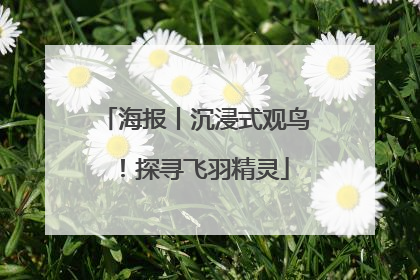 海报丨沉浸式观鸟！探寻飞羽精灵