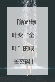 解码绿叶变“金叶”的成长密码