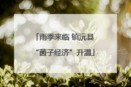 雨季来临 镇沅县“菌子经济”升温