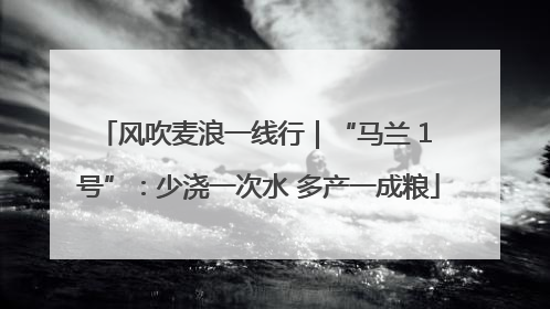 风吹麦浪一线行｜“马兰 1 号”：少浇一次水 多产一成粮