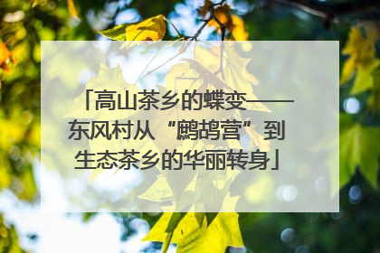 高山茶乡的蝶变——东风村从“鹧鸪营”到生态茶乡的华丽转身