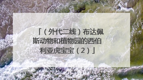 （外代二线）布达佩斯动物和植物园的西伯利亚虎宝宝（2）