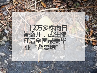 2万多株向日葵盛开，武生院打造全国最美毕业“背景墙”