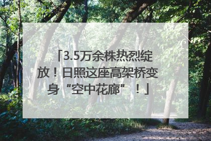 3.5万余株热烈绽放！日照这座高架桥变身“空中花廊”！
